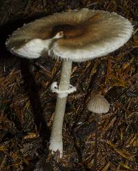 Lepiota rubrotinctoides image