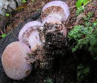 Cortinarius traganus image