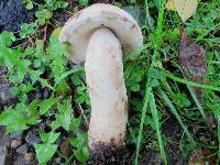 Leccinum insolens image