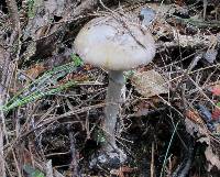 Amanita porphyria image