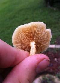 Gymnopilus palmicola image