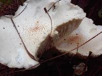 Neolentinus lepideus image