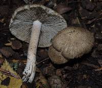 Inocybe pusio image