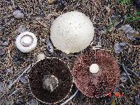 Agaricus arvensis image