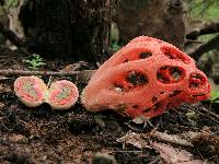 Clathrus crispus image