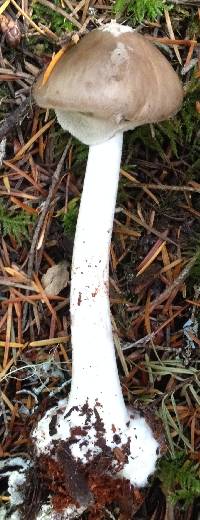 Amanita porphyria image