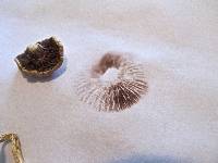 Protostropharia semiglobata image
