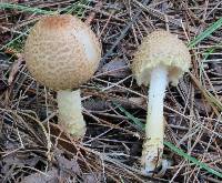 Lepiota clypeolaria image