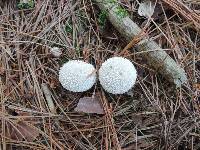 Lycoperdon marginatum image