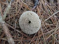 Lycoperdon marginatum image