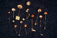 Marasmius brunneoaurantiacus image