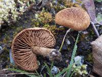 Inocybe terrigena image