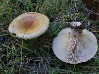 Lactarius pubescens image