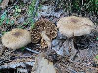 Cortinarius pholideus image