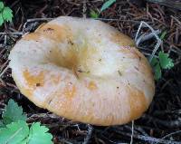 Lactarius thyinos image