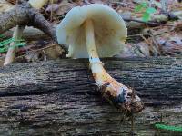 Leucoagaricus brunnescens image