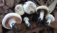 Agaricus californicus image