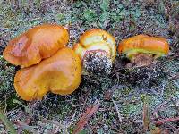 Suillus grevillei image