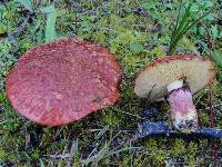 Suillus spectabilis image