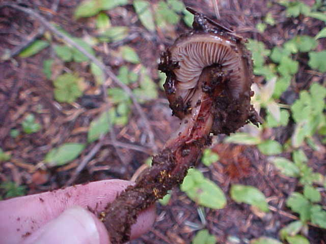 Phaeocollybia rifflipes image