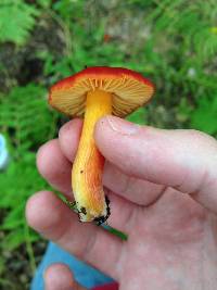 Hygrocybe punicea image