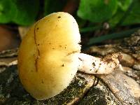 Stropharia coronilla image