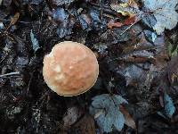 Austroboletus gracilis var. flavipes image