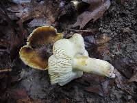 Tricholoma sejunctum image