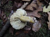 Tricholoma sejunctum image