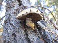 Hemipholiota populnea image