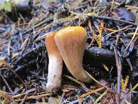 Clavariadelphus truncatus image