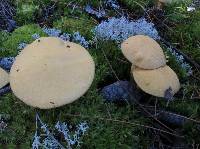 Suillus tomentosus image