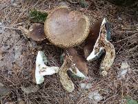 Boletus badius image