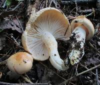 Hygrophorus pudorinus image