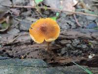 Pholiota granulosa image