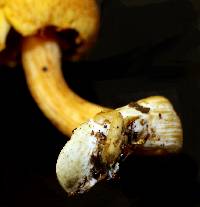 Gymnopilus lepidotus image