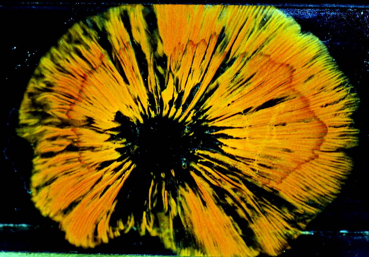 Gymnopilus lepidotus image