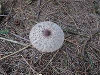 Chlorophyllum olivieri image