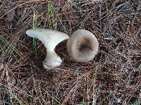 Ampulloclitocybe clavipes image