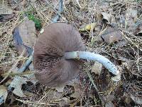 Agaricus silvicola image