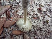 Amanita sect. Vaginatae image
