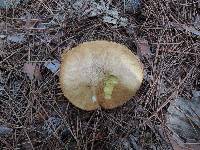 Suillus acidus image