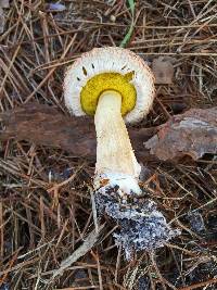 Boletellus ananas image