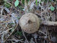 Lycoperdon nigrescens image