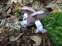 Cortinarius alboviolaceus image