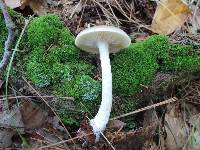 Entoloma rhodopolium image