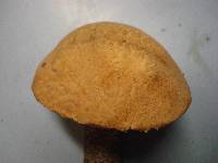 Leccinum aurantiacum image