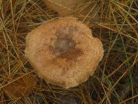 Lactarius vinaceorufescens image