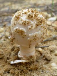 Amanita sect. Vaginatae image