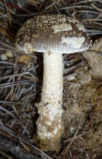 Amanita sect. Vaginatae image